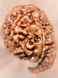 Ganesha Rudraksha