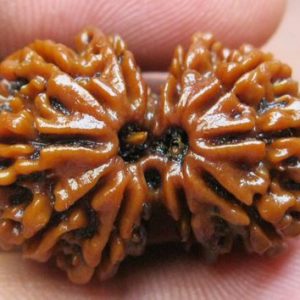 Gauri Shankar Rudraksha