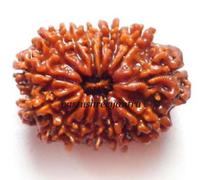 Fourteen Mukhi