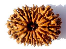Trijuti Rudraksha